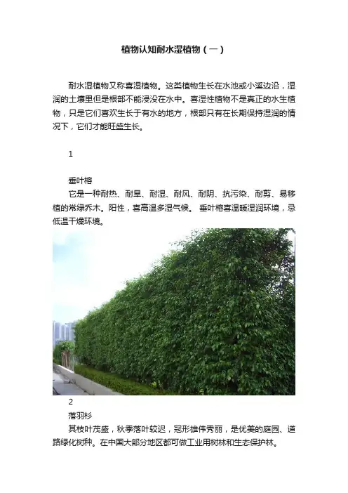 植物认知耐水湿植物（一）