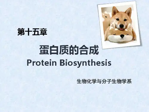大二生物化学与分子生物学系蛋白质翻译