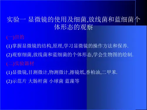 实验四微生物的染色
