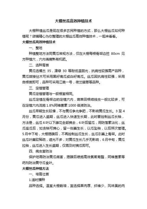 大棚丝瓜高效种植技术