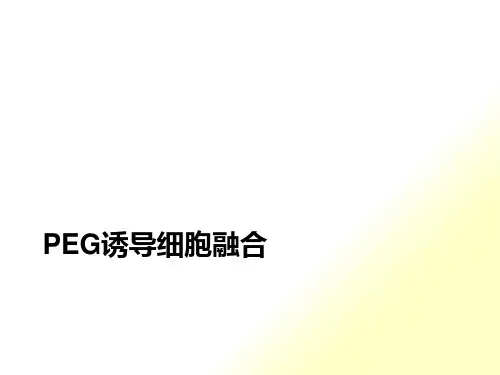 PEG诱导细胞融合