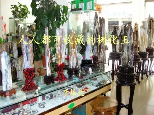 人人都可收藏的树化玉