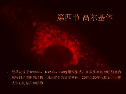高尔基体、溶酶体、过氧化物酶体