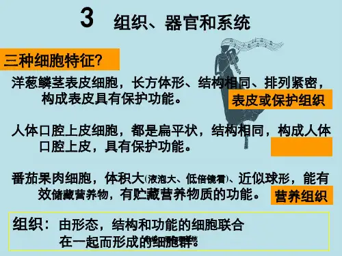 组织、器官和系统