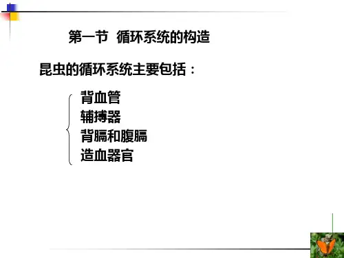 教学课件第四章昆虫的循环系统circulatorysystem