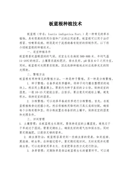 板蓝根种植技术