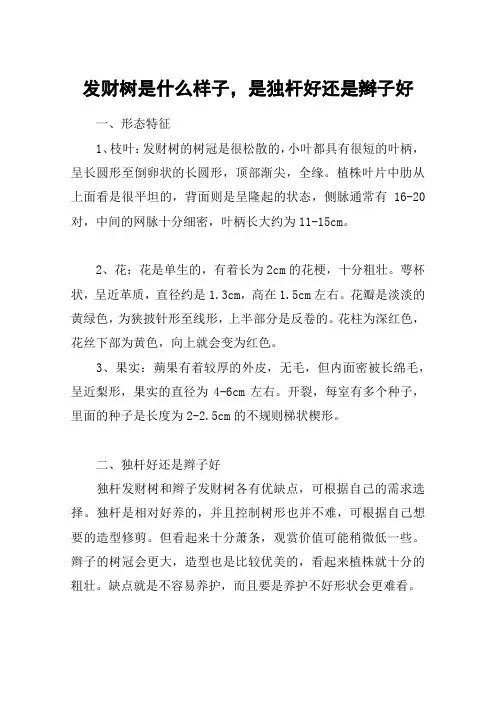 发财树是什么样子,是独杆好还是辫子好