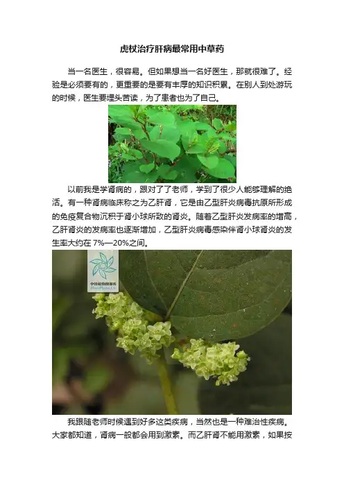 虎杖治疗肝病最常用中草药