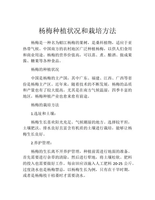 杨梅种植状况和栽培方法