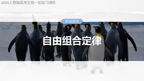 2025人教版高考生物一轮复习课件  第五单元 第26课时 自由组合定律