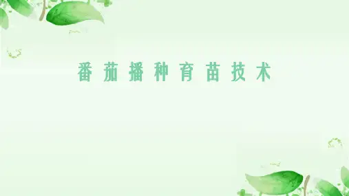番茄播种育苗技术课件(共16张PPT)《蔬菜生产技术》同步教学(中国农业出版社)
