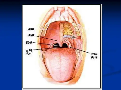 慢性扁桃体炎病人的护理24页PPT