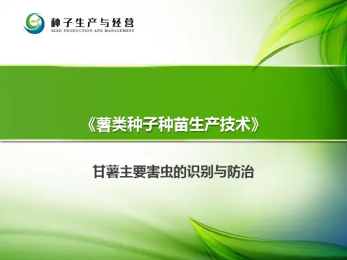 甘薯主要害虫的识别与防治-PPT课件