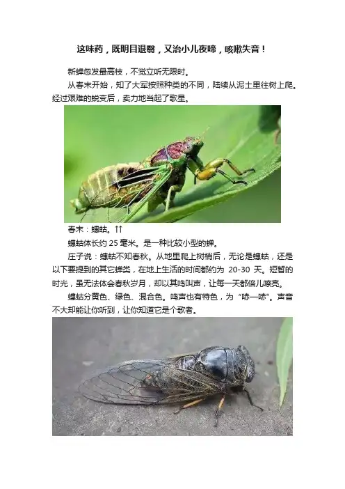 这味药，既明目退翳，又治小儿夜啼，咳嗽失音！