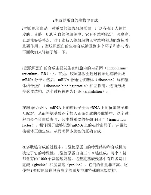 i型胶原蛋白的生物学合成