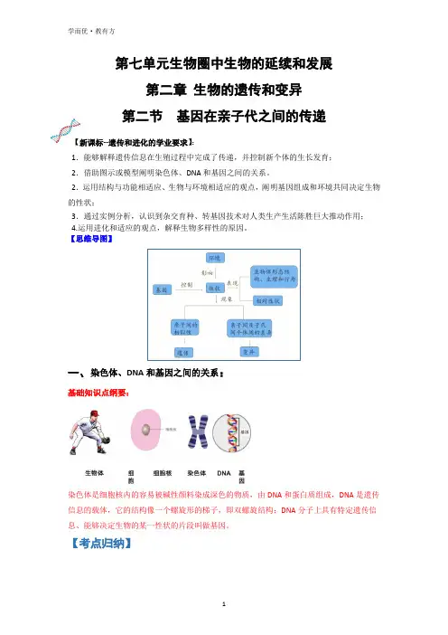 知识梳理--《基因在亲子代之间的传递》(解析版)