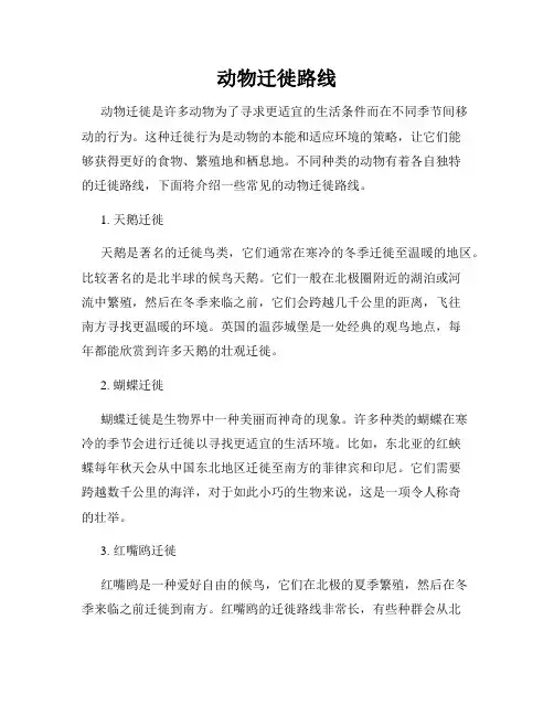 动物迁徙路线