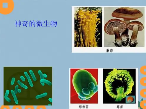 八生物《神奇的微生物》课件(共47张PPT)