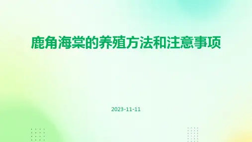 鹿角海棠的养殖方法和注意事项