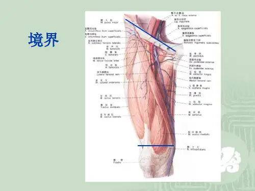 麻醉解剖学-股前内侧区