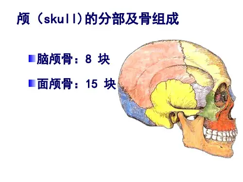 系统解剖学颅骨及其连结(实验 理论)