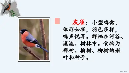 三年级上册语文课件26灰雀人教部编版PPT31页PPT31页