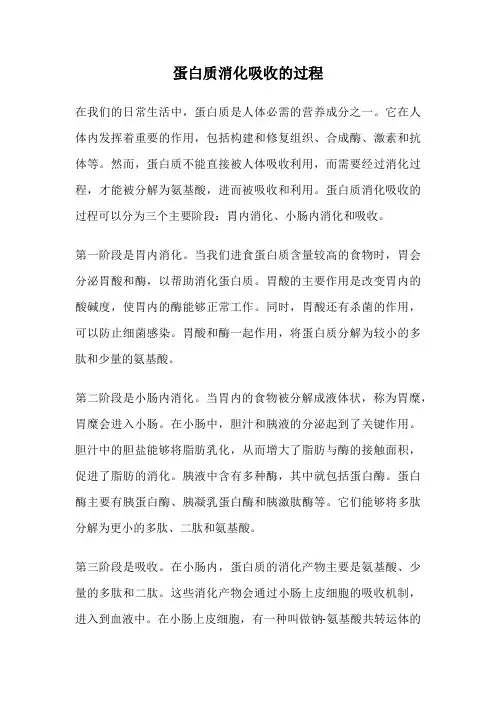 蛋白质消化吸收的过程