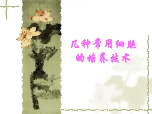 几种细胞的培养