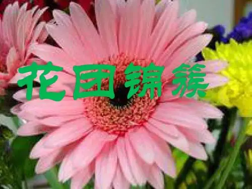 四年级下册美术第6课《花团锦簇》湘美版