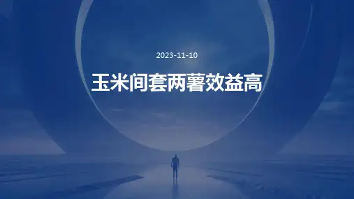 玉米间套两薯效益高