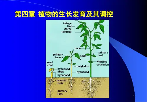 植物的生长发育及其调控