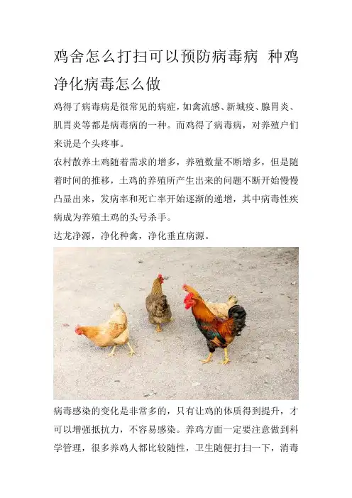 鸡舍怎么打扫可以预防病毒病 种鸡净化病毒怎么做