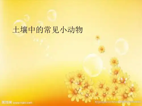 土壤中的常见小动物
