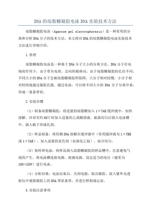 DNA的琼脂糖凝胶电泳DNA实验技术方法