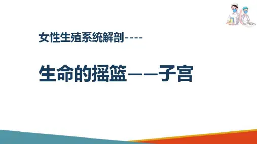 妇产科护理基础知识 子宫 妇产科护理课件