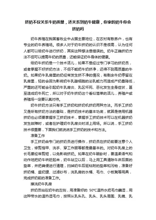 挤奶不仅关系牛奶质量，还关系到奶牛健康，你家的奶牛你会挤奶吗