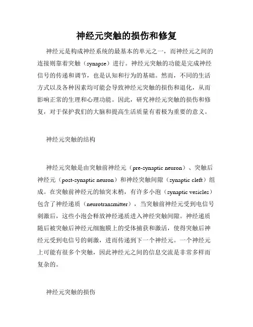 神经元突触的损伤和修复