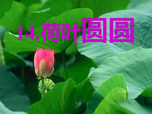 人教版部编版一年级下册语文《荷叶圆圆》2优质PPT教学课件