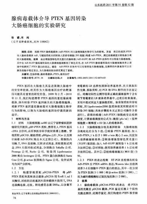 腺病毒载体介导PTEN基因转染大肠癌细胞的实验研究