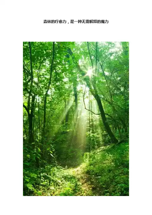 森林的疗愈力，是一种无需解释的魔力