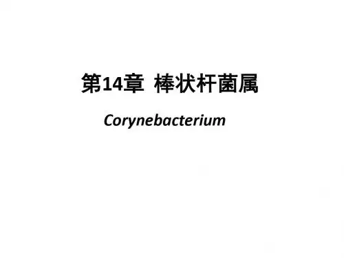 第14章 棒状杆菌 ppt课件
