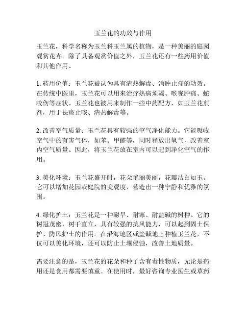 玉兰花的功效与作用