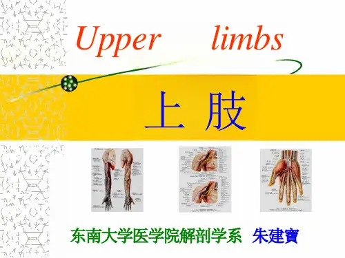 上肢下肢解剖图例课件
