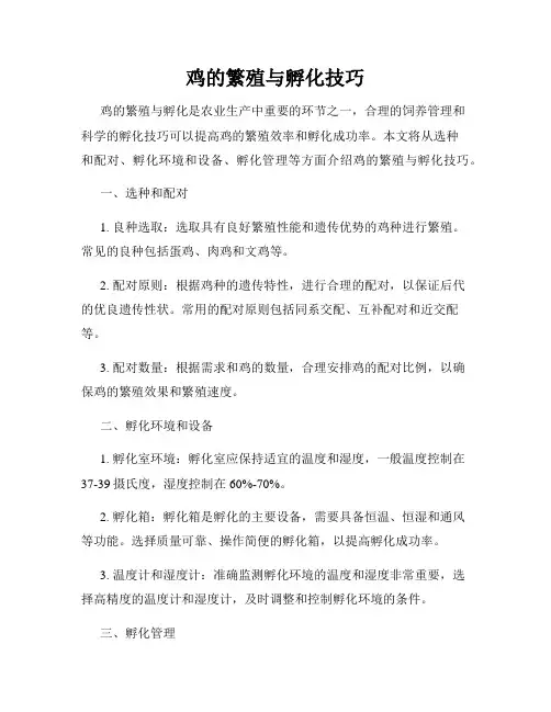 鸡的繁殖与孵化技巧