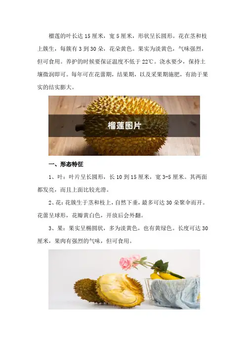 榴莲图片(形态特征和养护方法简介)
