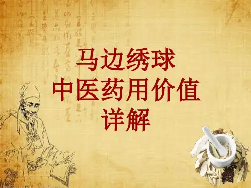 中药学_马边绣球_药材详解课件模板