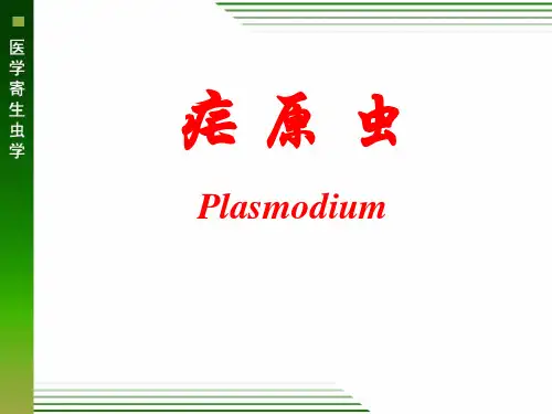 疟原虫