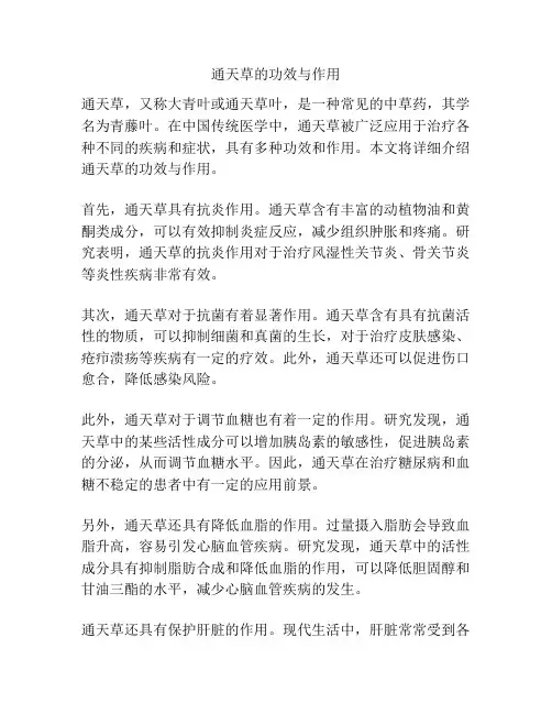 通天草的功效与作用