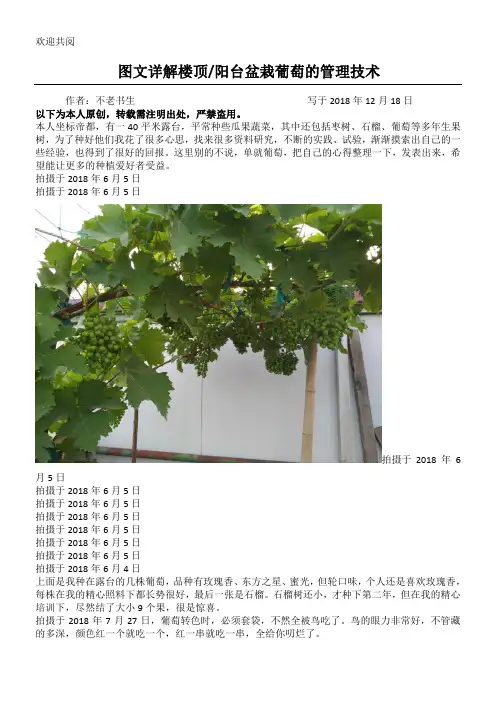 图文详解楼顶阳台盆栽葡萄的管理技术