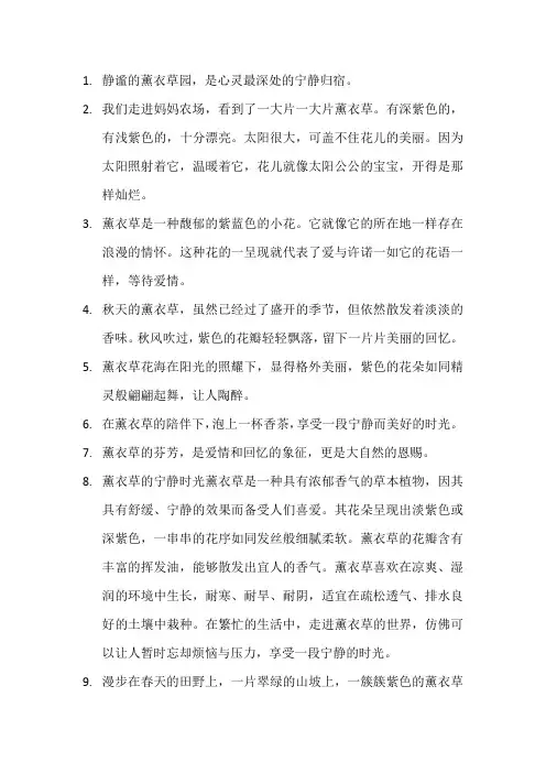 描写薰衣草的优美句子